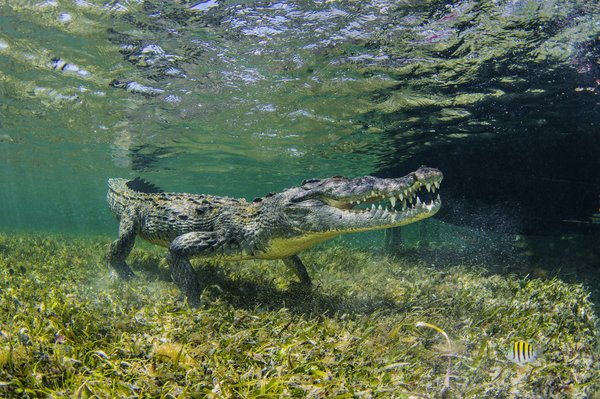 Quelles croisières offrent des excursions pour observer les crocodiles dans les Everglades?